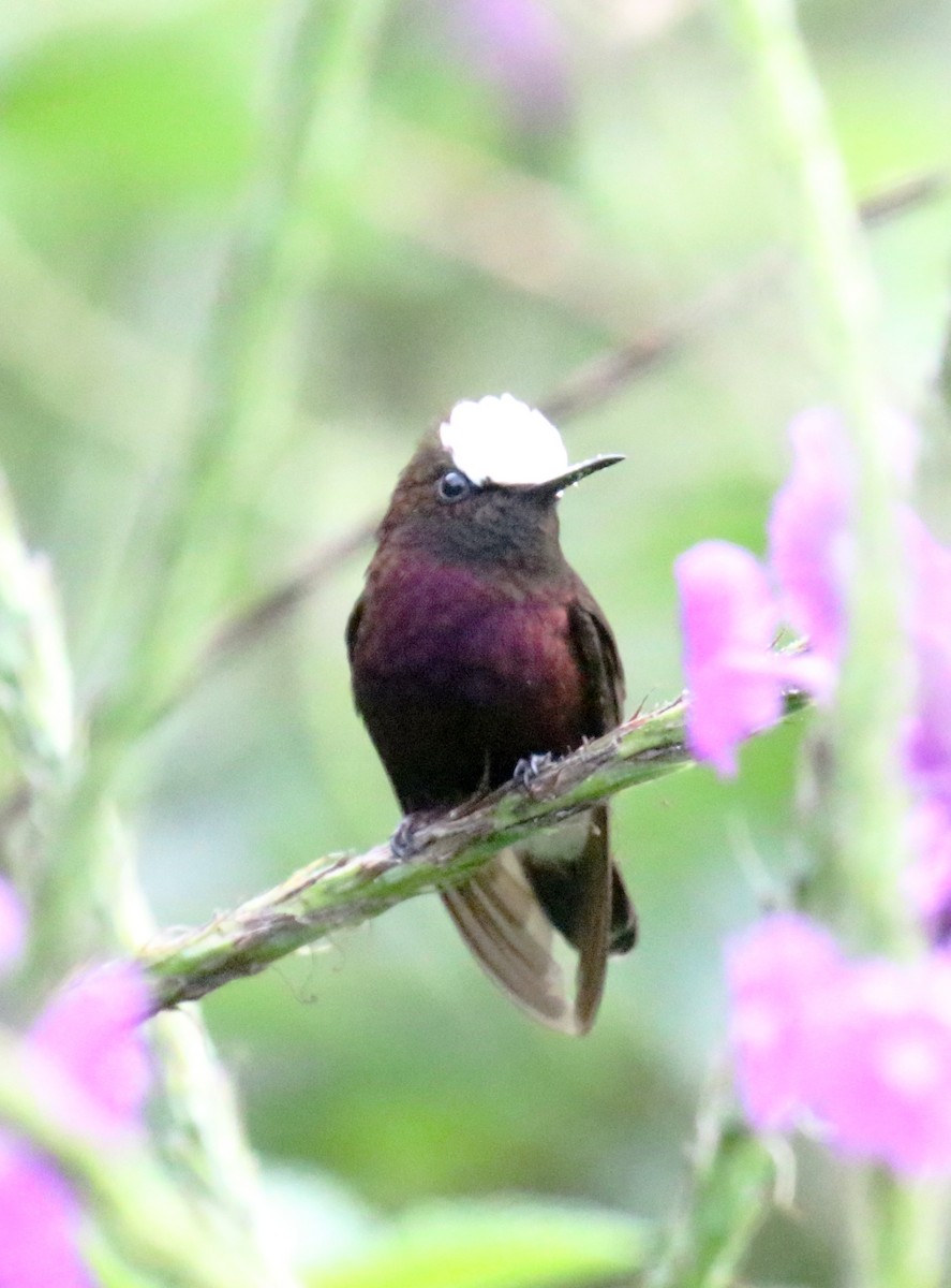 snøkronekolibri - ML274744771