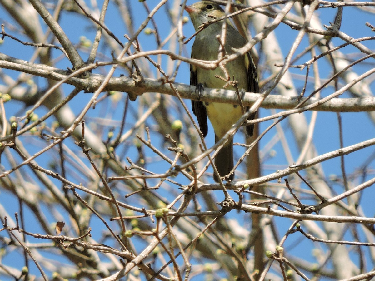 Small-billed Elaenia - ML274745851