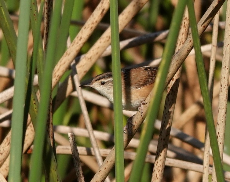 Marsh Wren - Kathryn Young