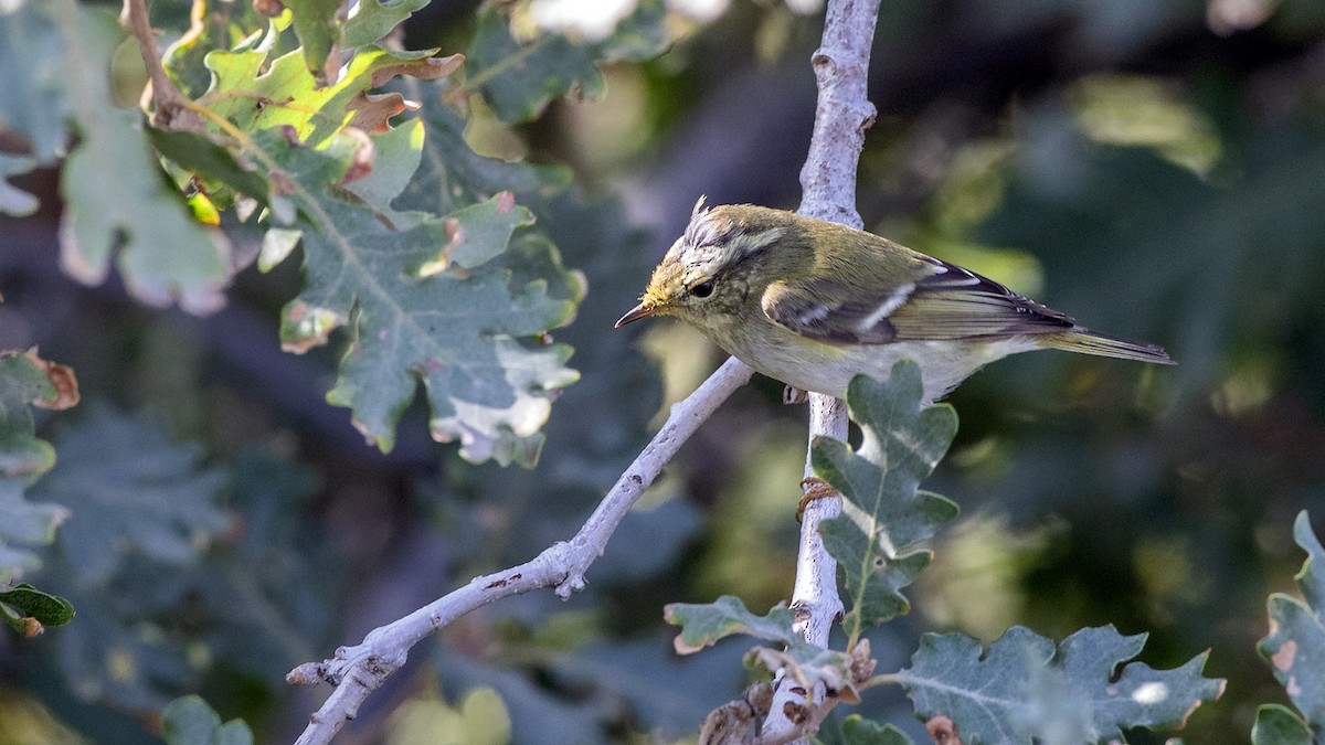 Yellow-browed Warbler - H. Çağlar Güngör