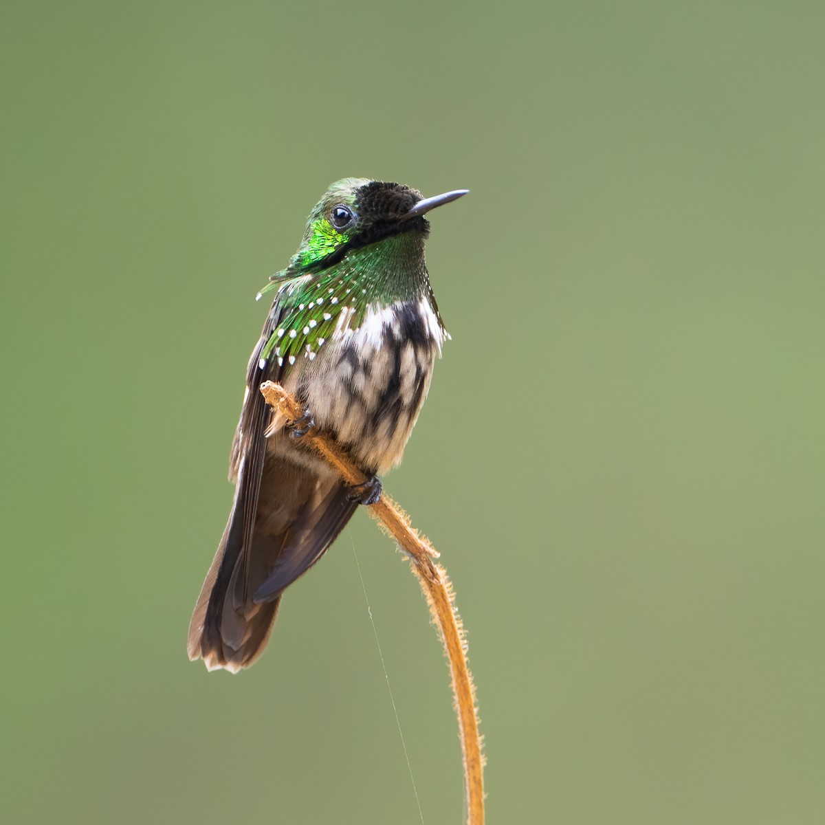 Festive Coquette - ML274748101