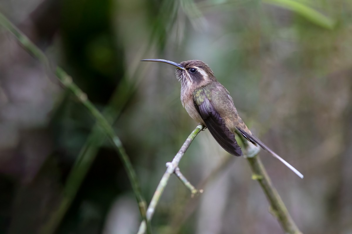 Dusky-throated Hermit - ML274748641