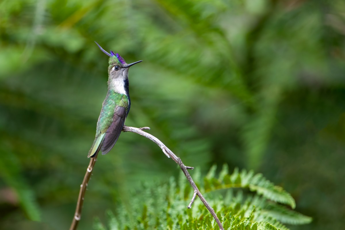 Purple-crowned Plovercrest - ML274748891