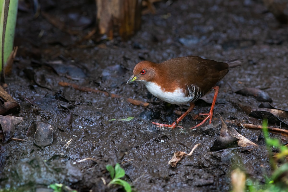 Red-and-white Crake - ML274749041