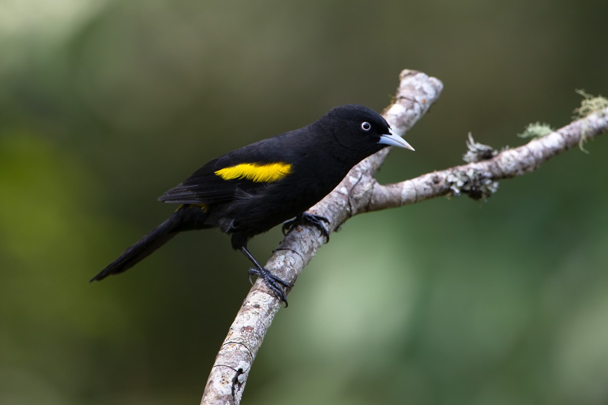 Golden-winged Cacique - ML274749721