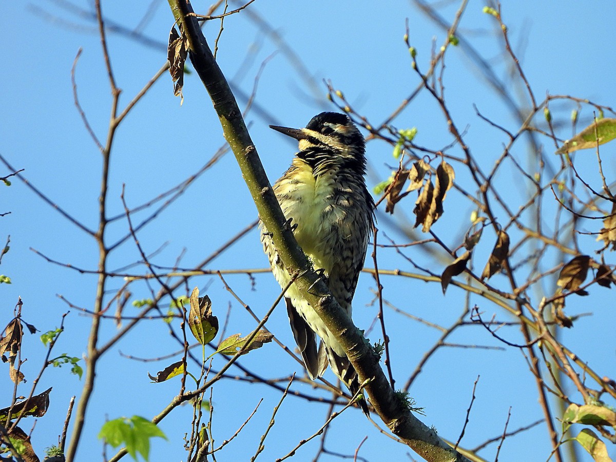 Yellow-bellied Sapsucker - ML274750001