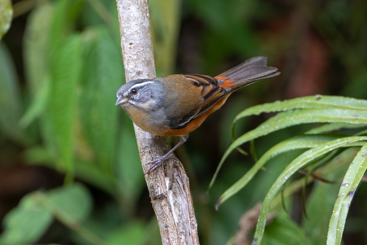 Gray-throated Warbling Finch - ML274750011