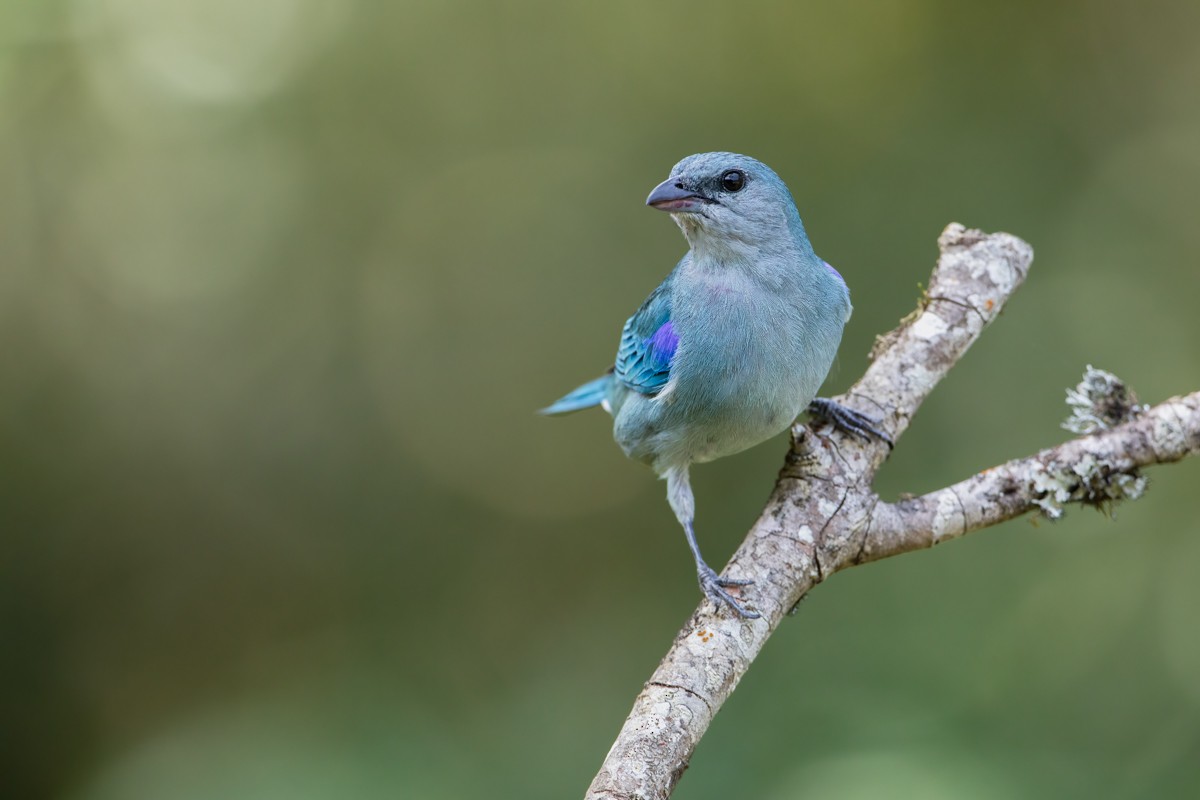 Azure-shouldered Tanager - ML274750101