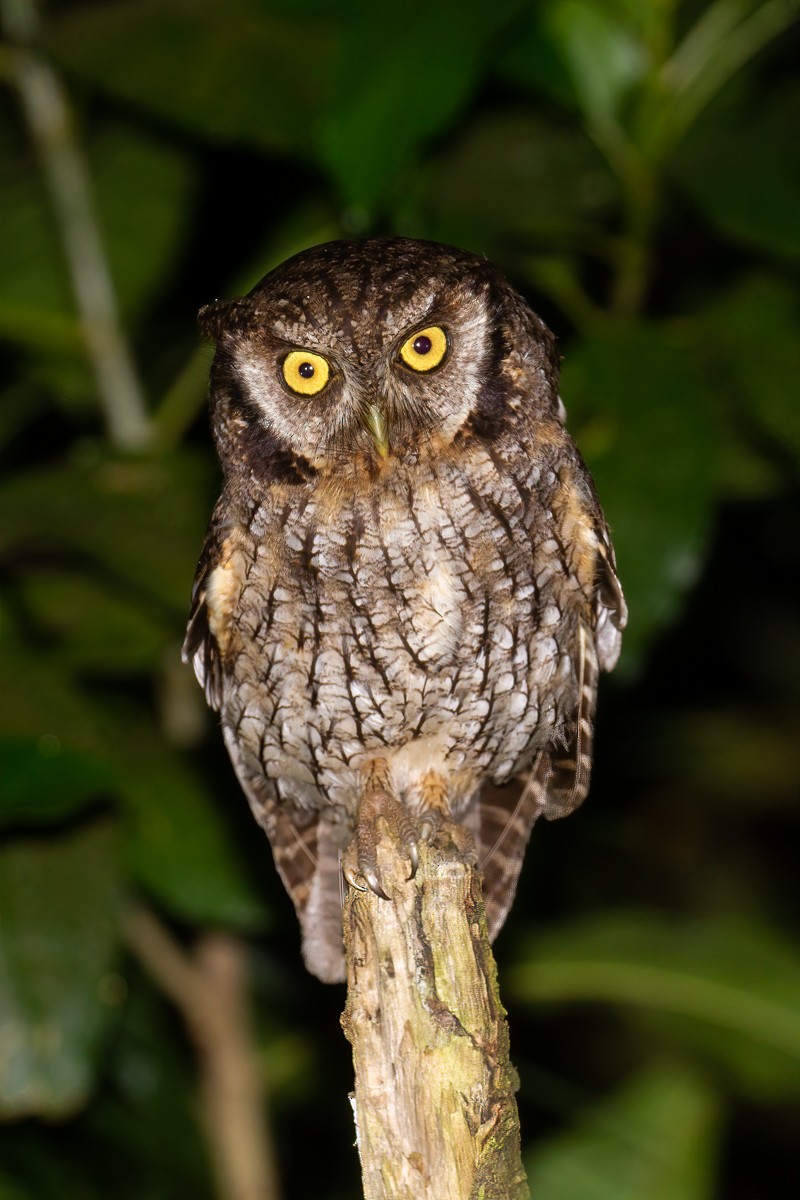 Tropical Screech-Owl - ML274750341