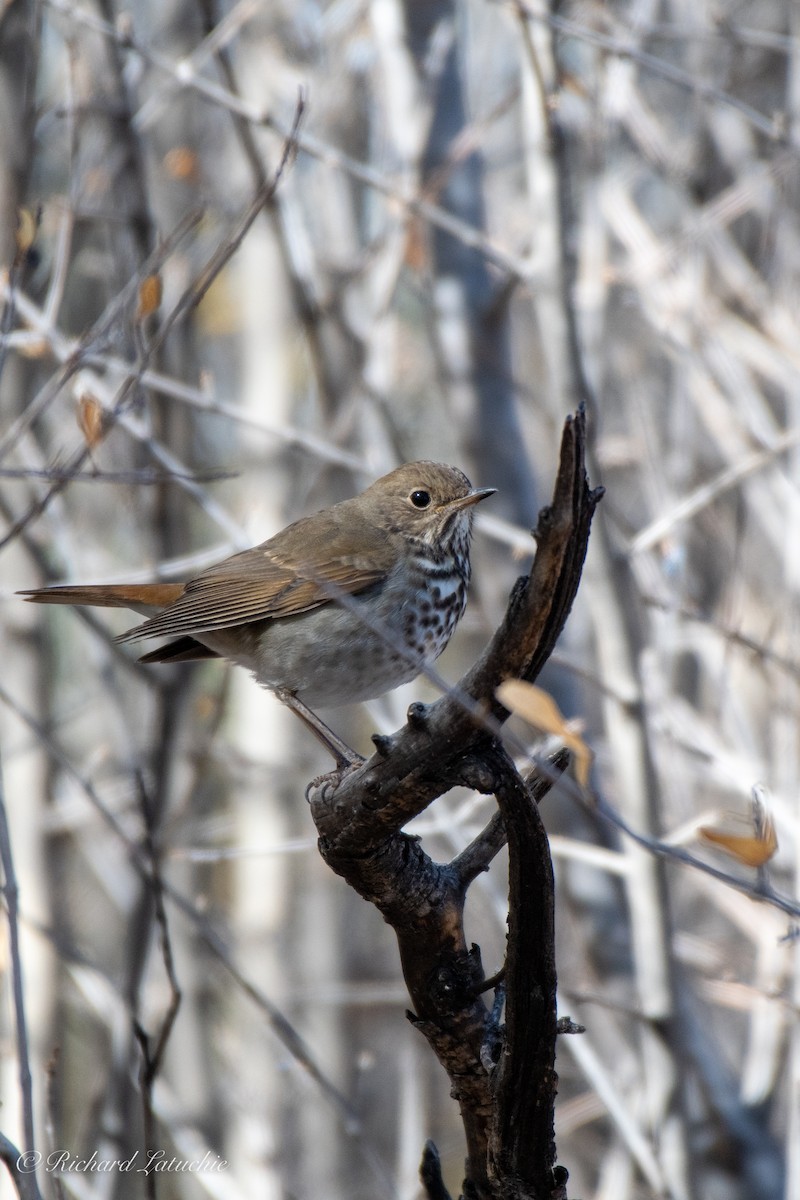 Hermit Thrush - ML274750661