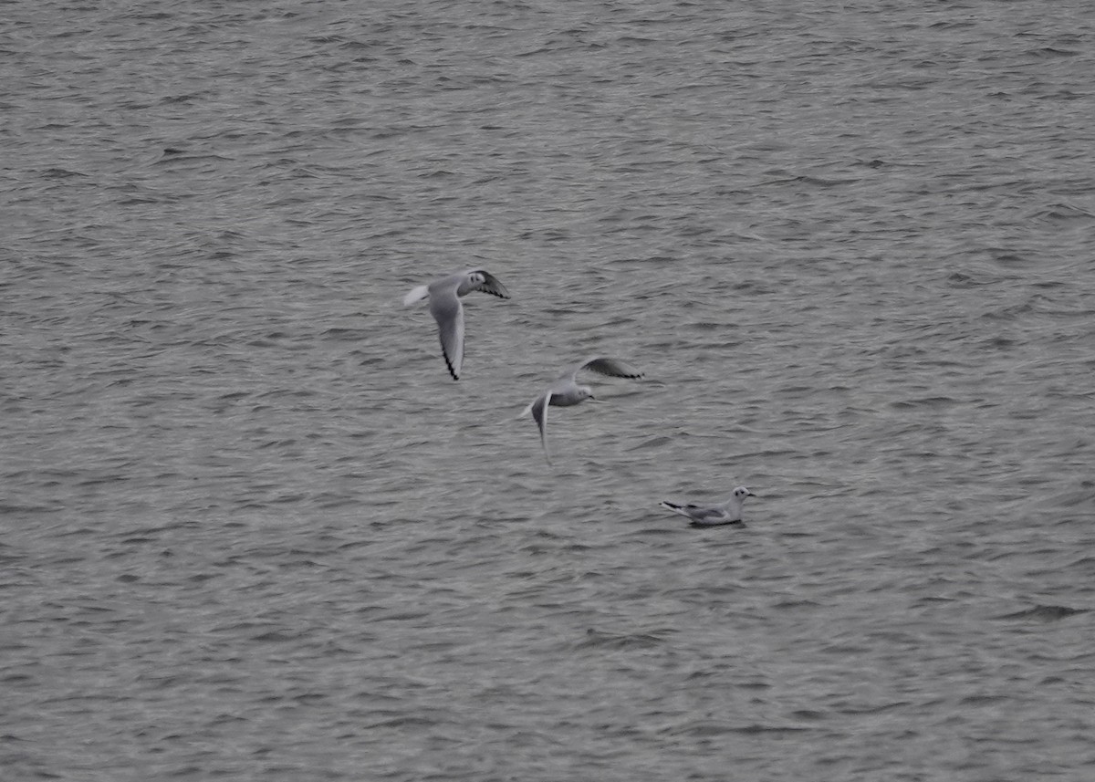 Bonaparte's Gull - ML274754351