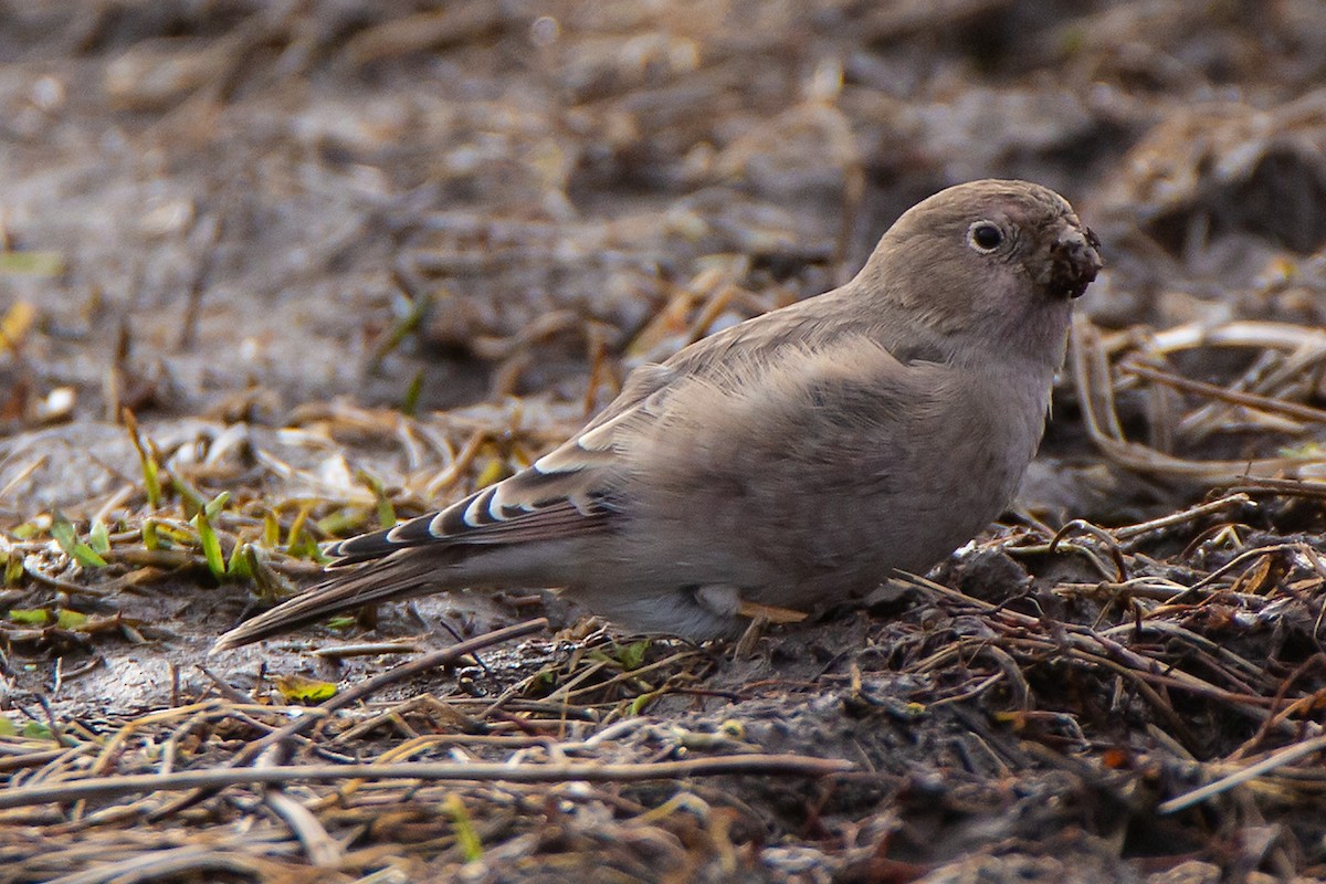Mongolian Finch - ML274757491