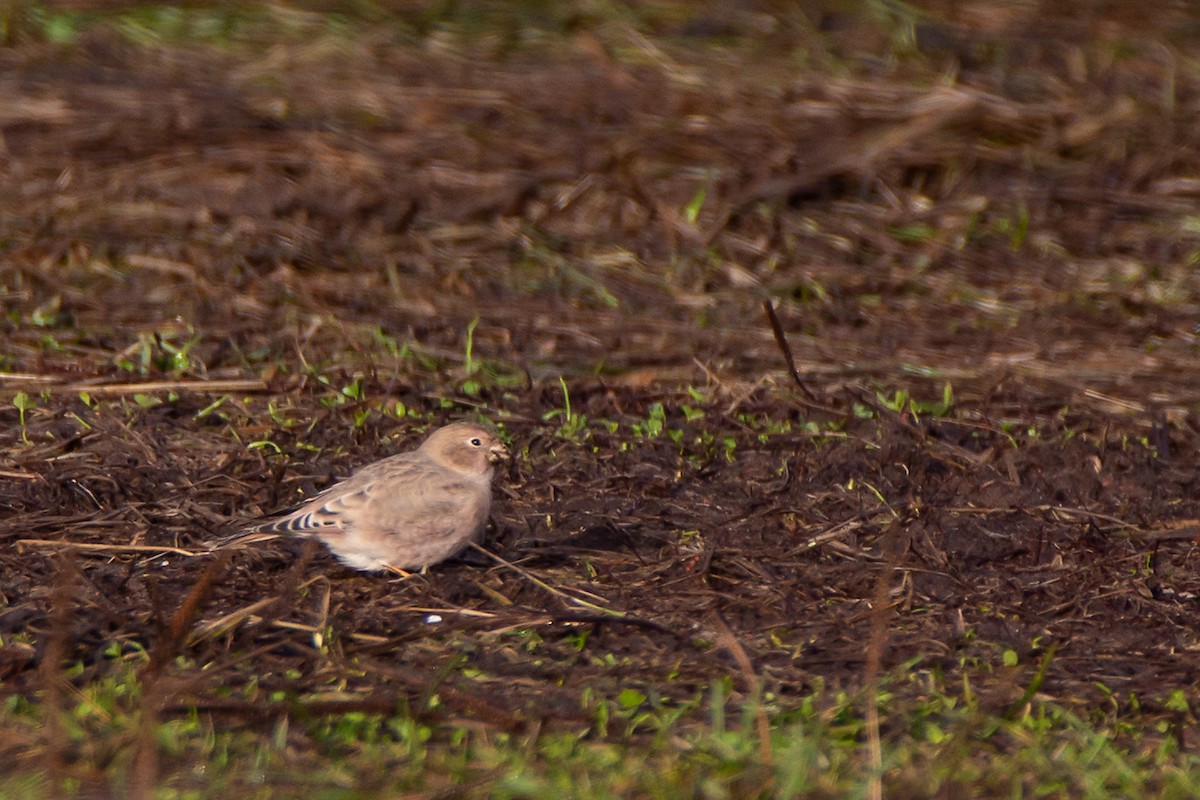 Mongolian Finch - ML274757571