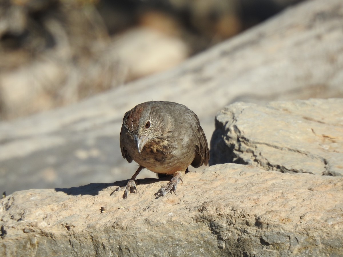 Canyon Towhee - ML274758231