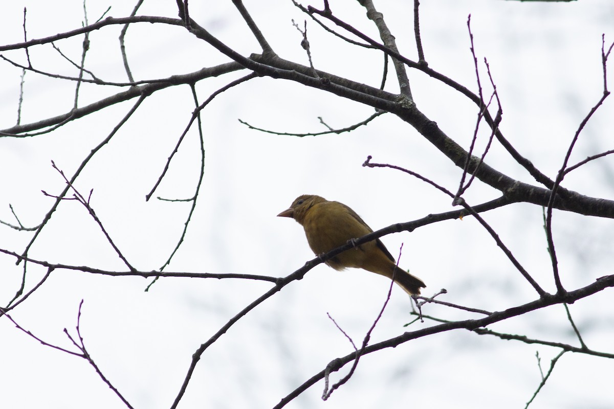 Summer Tanager - Tom Auer