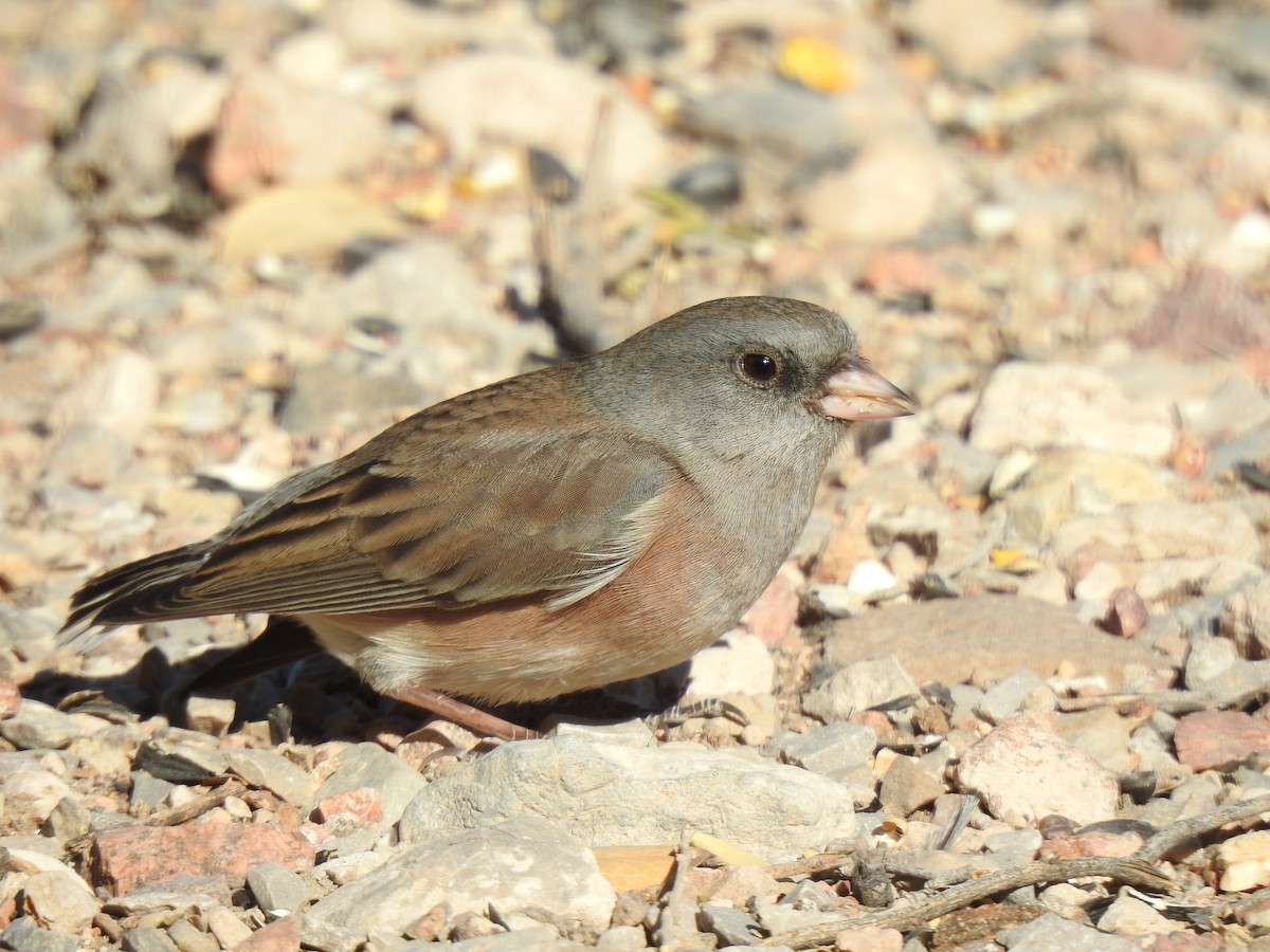 Dark-eyed Junco - ML274759501