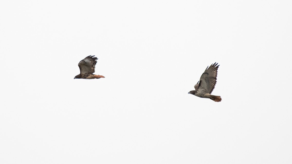 Red-tailed Hawk - ML274761941