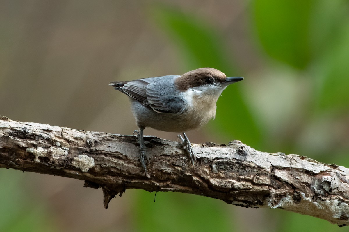 Brown-headed Nuthatch - ML274762251