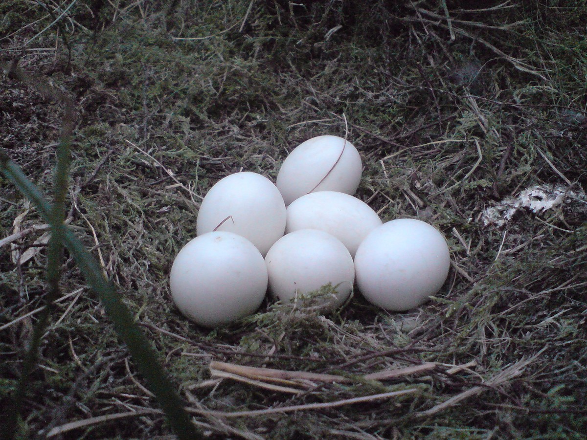 Short-eared Owl (Northern) - Stephen Bailey