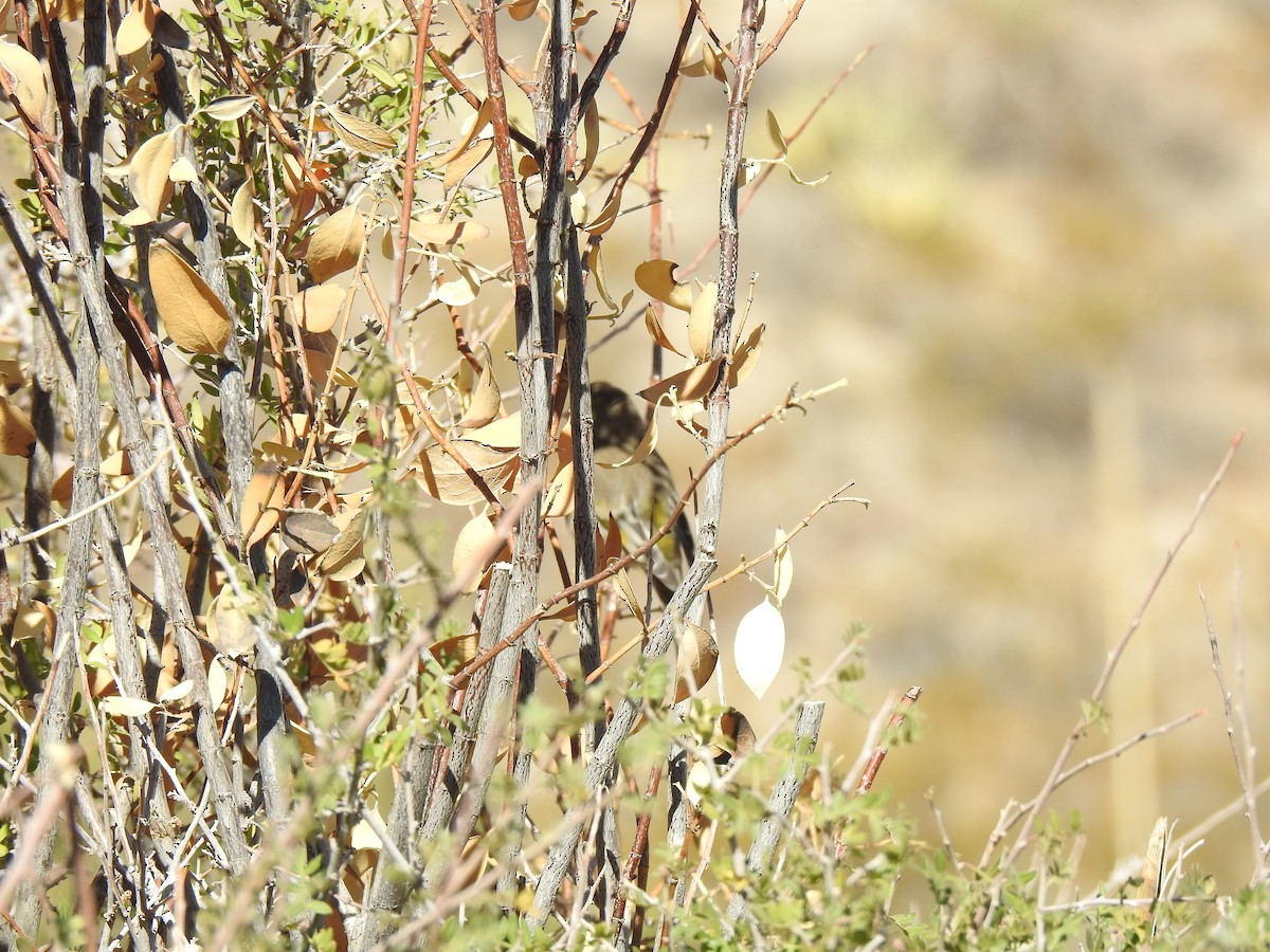 Lawrence's Goldfinch - John  Kiseda