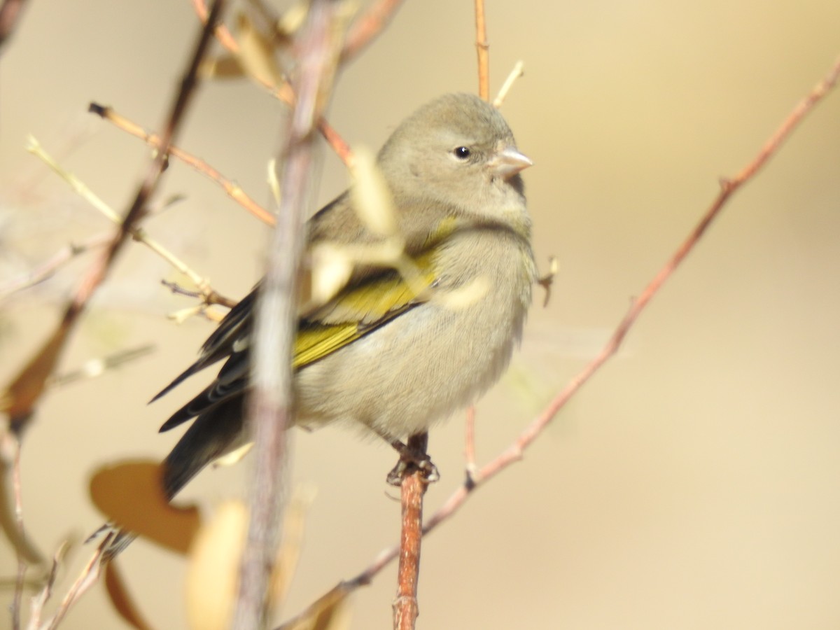 Lawrence's Goldfinch - John  Kiseda