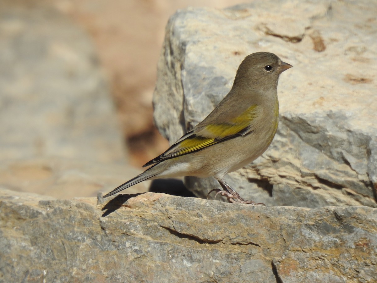 Lawrence's Goldfinch - ML274762721