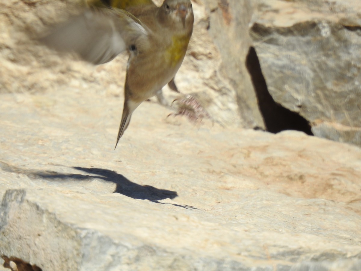 Lawrence's Goldfinch - ML274762731