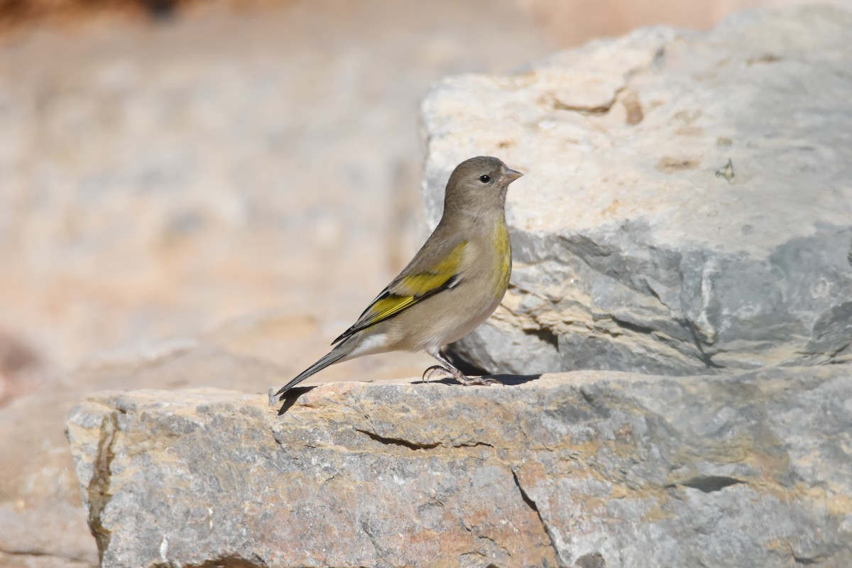 Lawrence's Goldfinch - ML274763861