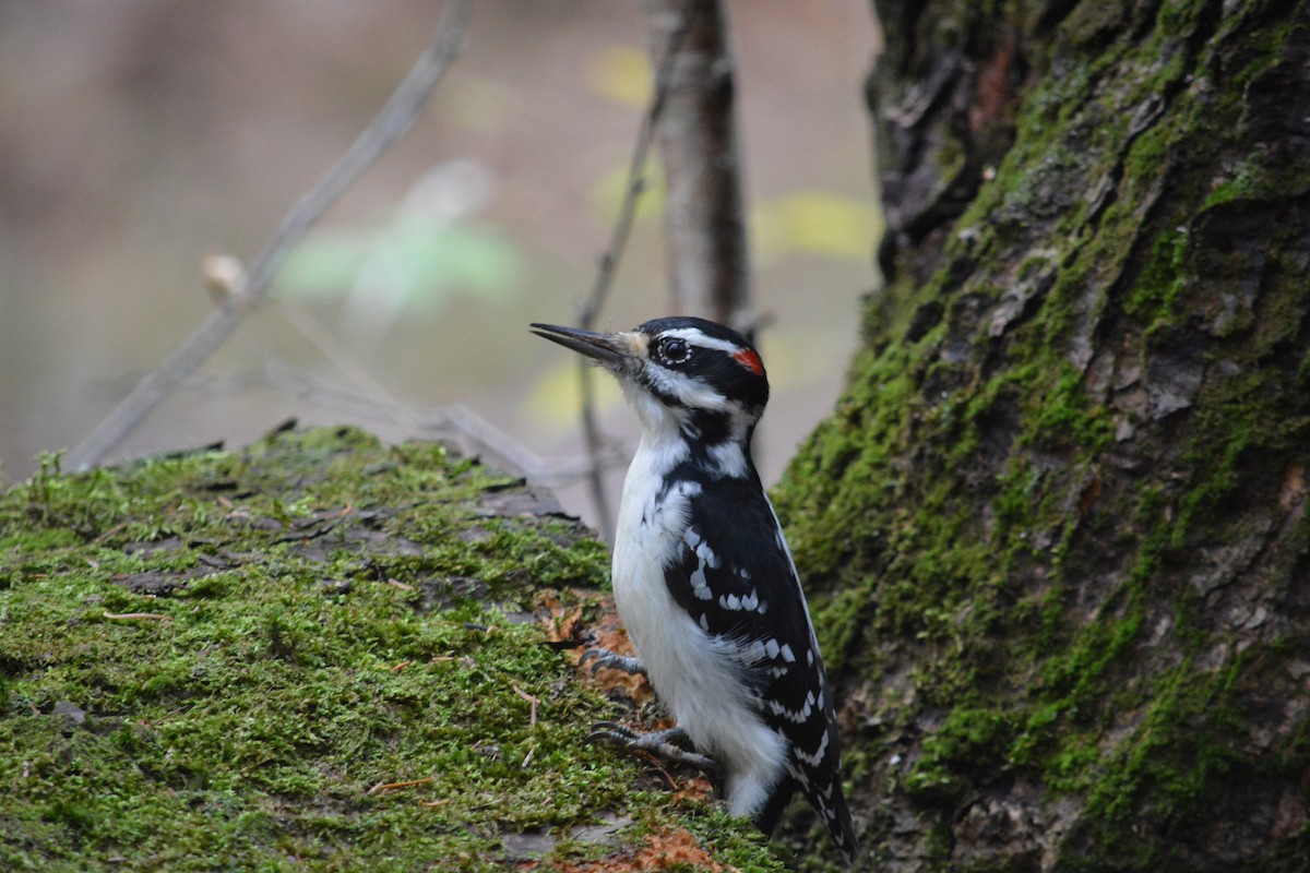 Hairy Woodpecker - ML274764141