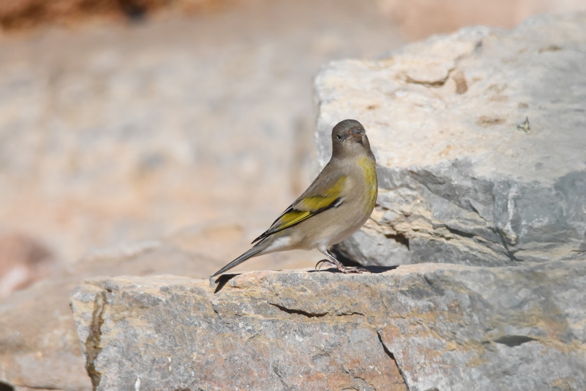 Lawrence's Goldfinch - John Groves