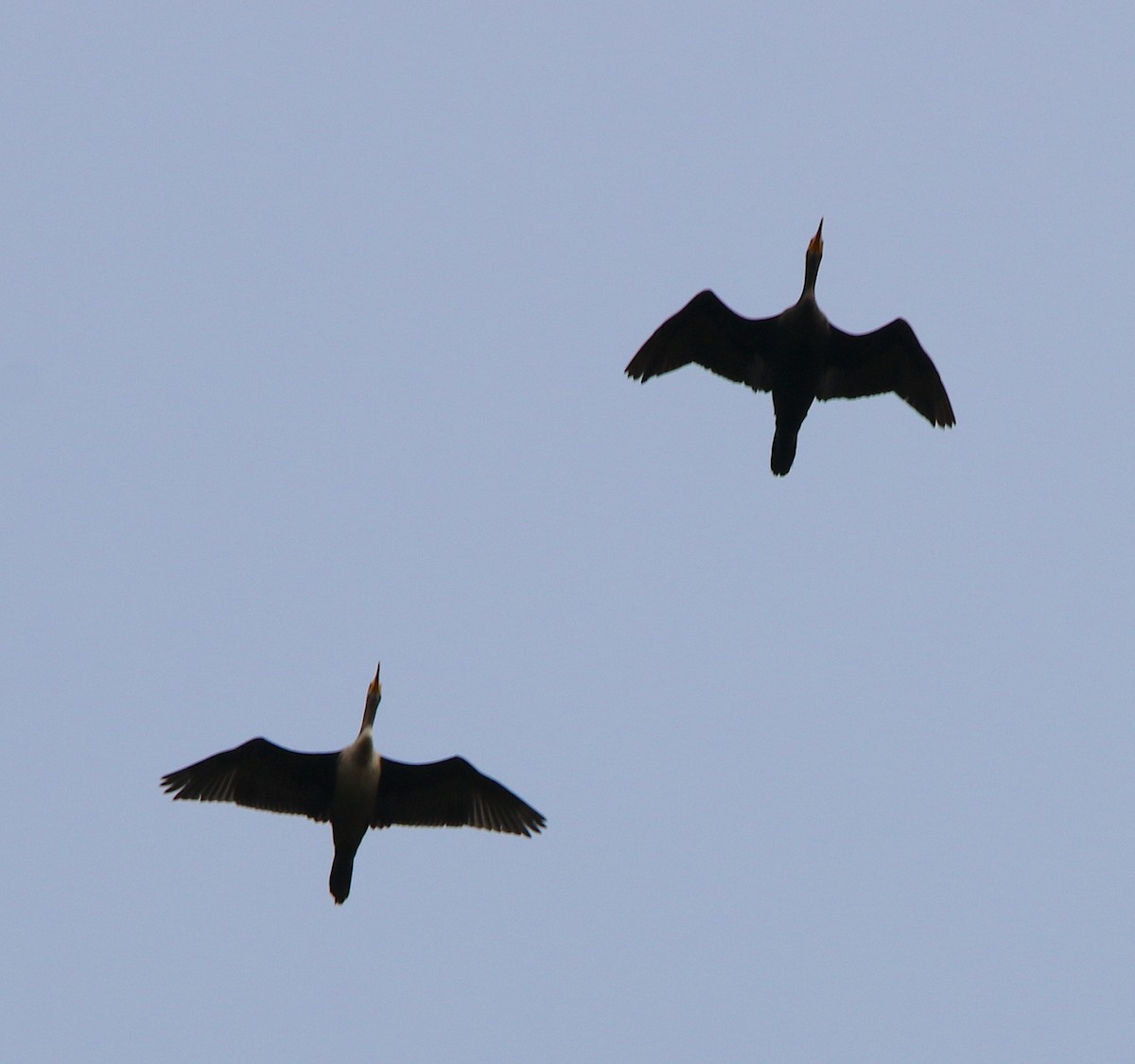 Double-crested Cormorant - ML274764441