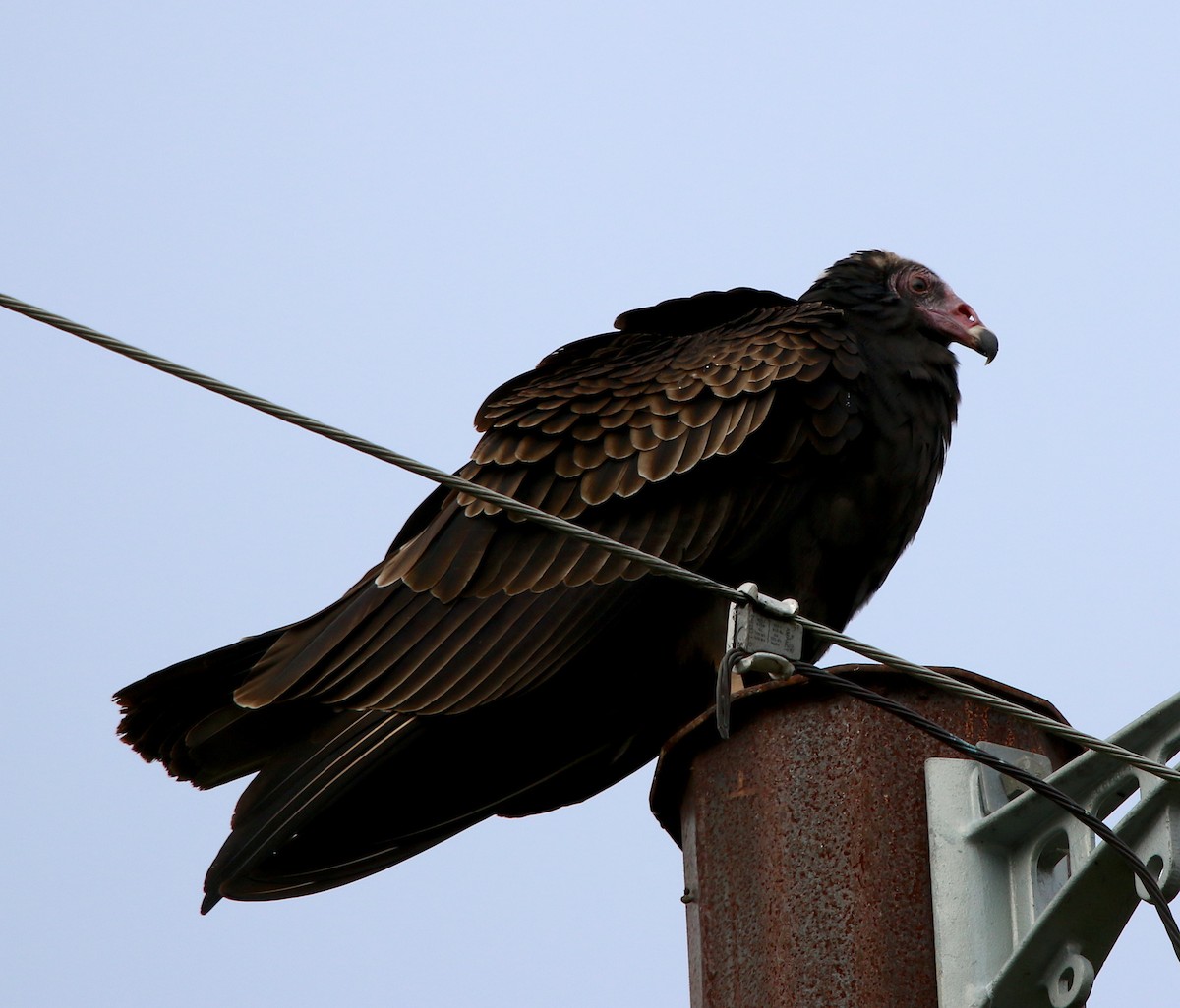 Turkey Vulture - ML274764571