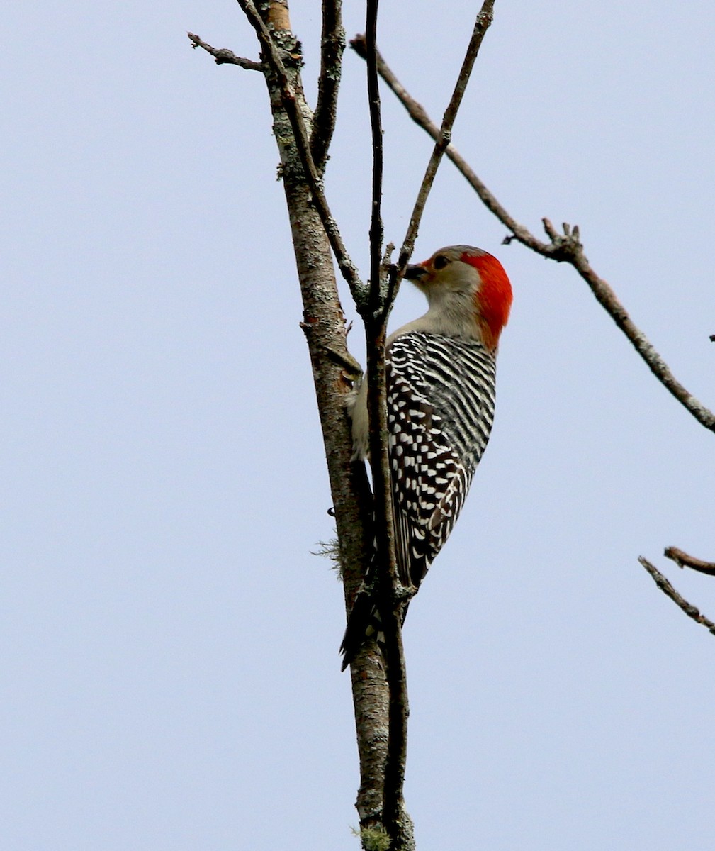 Red-bellied Woodpecker - ML274764621