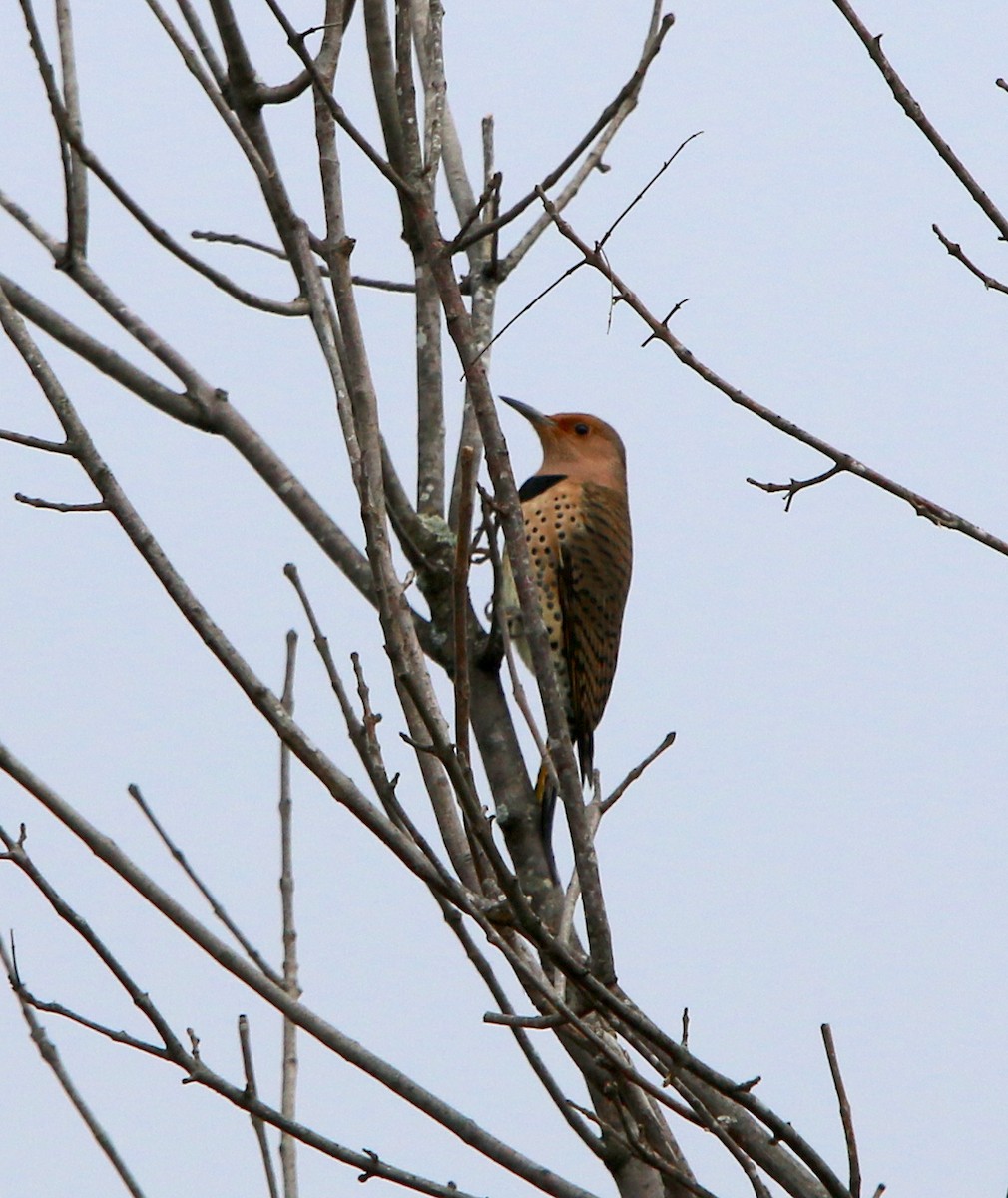 Northern Flicker - ML274764691