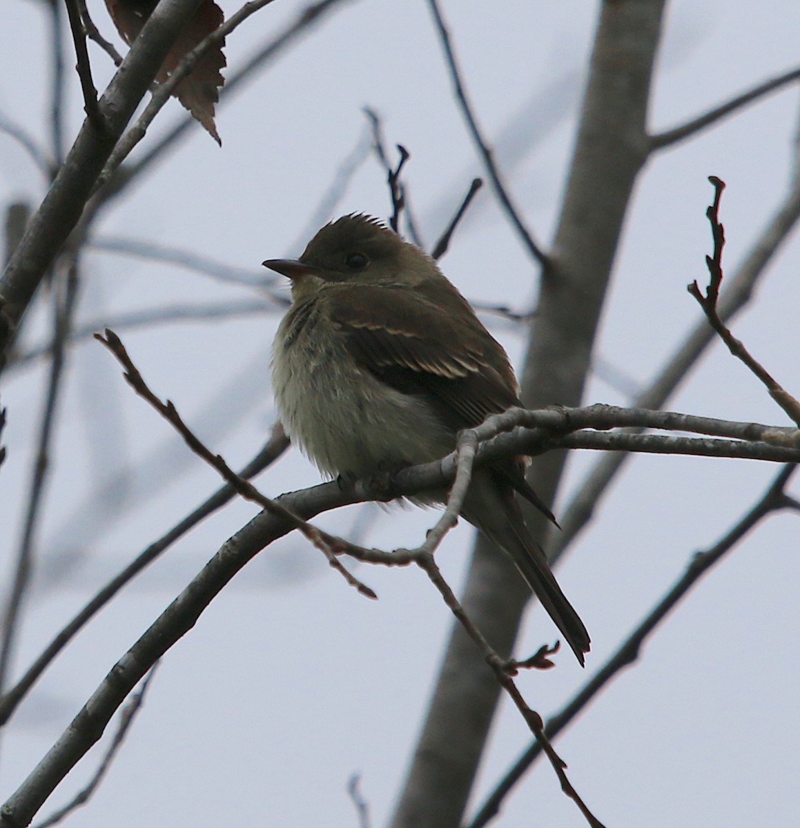 Eastern Wood-Pewee - Lori White