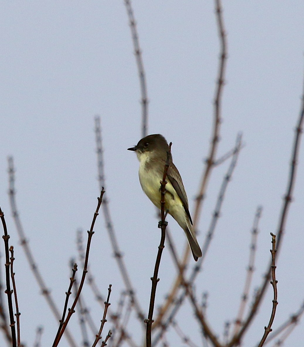 Eastern Phoebe - ML274764771