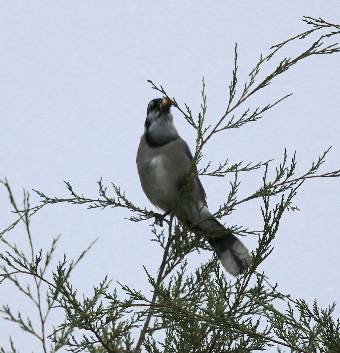 Blue Jay - ML274764851