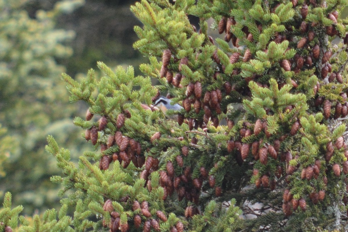 Red-breasted Nuthatch - ML274765111