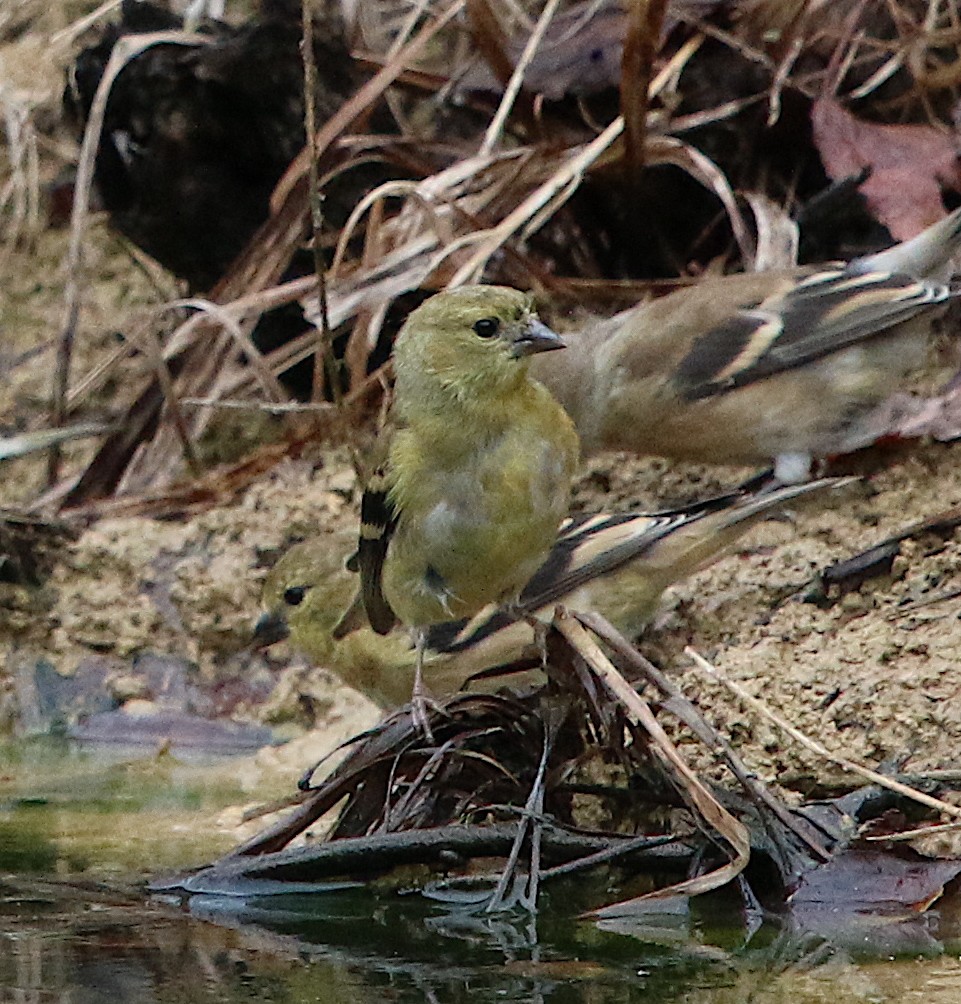 American Goldfinch - ML274765461