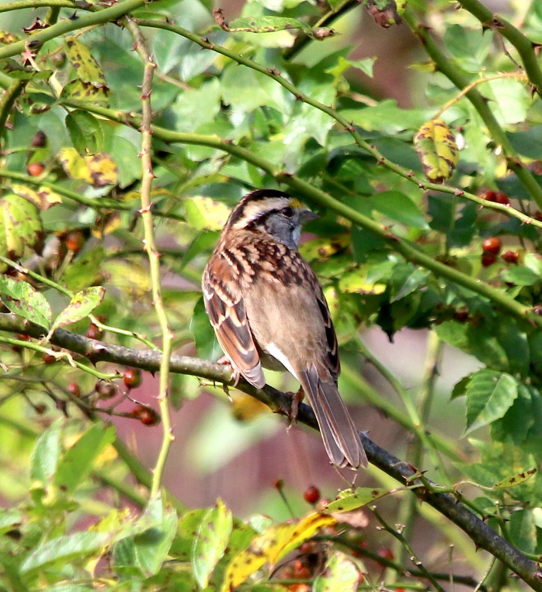 White-throated Sparrow - ML274765611