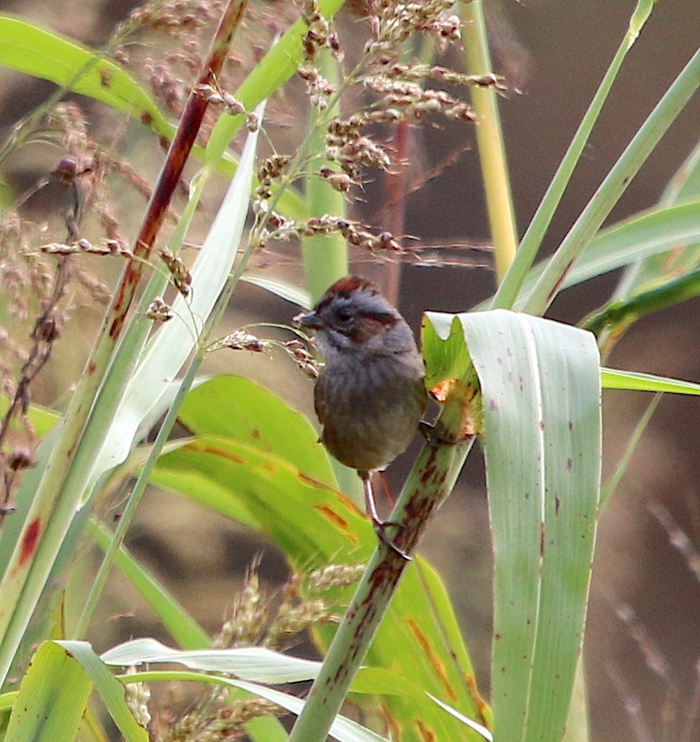 Swamp Sparrow - ML274765721