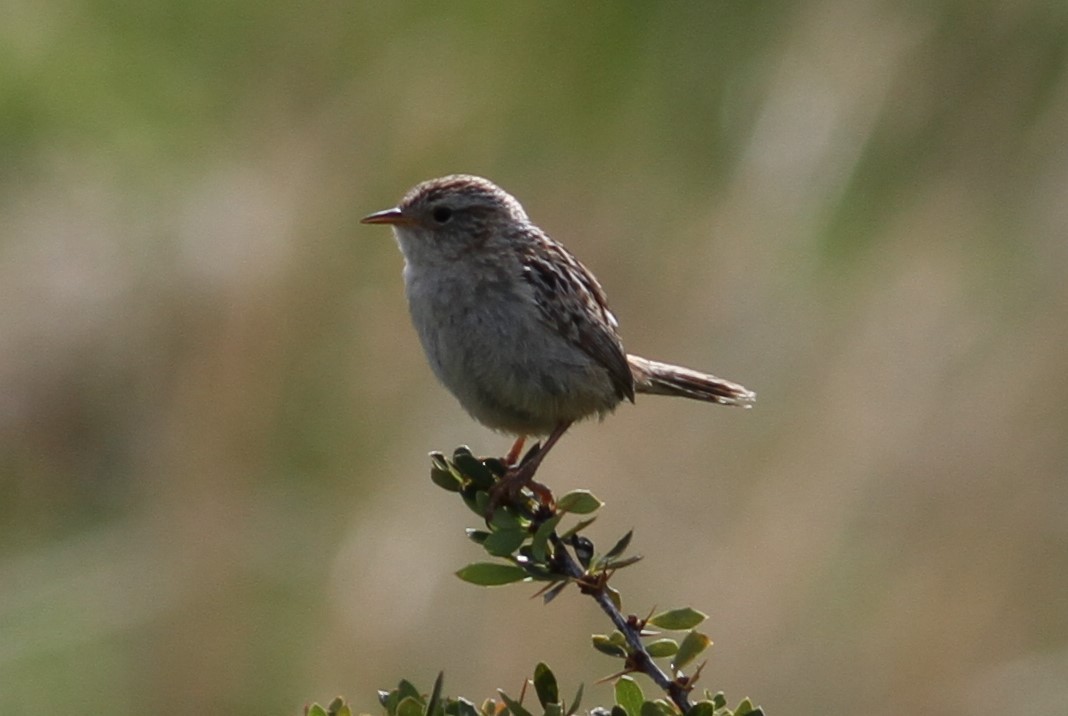 Grass Wren (Austral) - Maurice Tijm