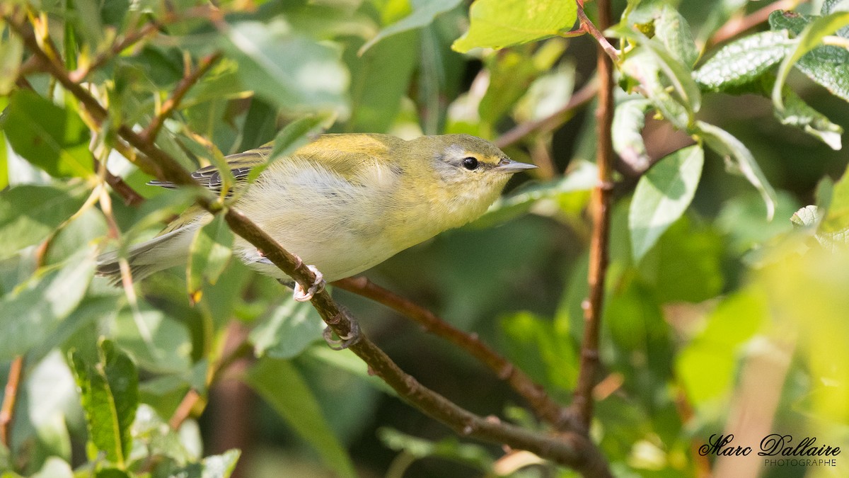 Tennessee Warbler - ML274768641