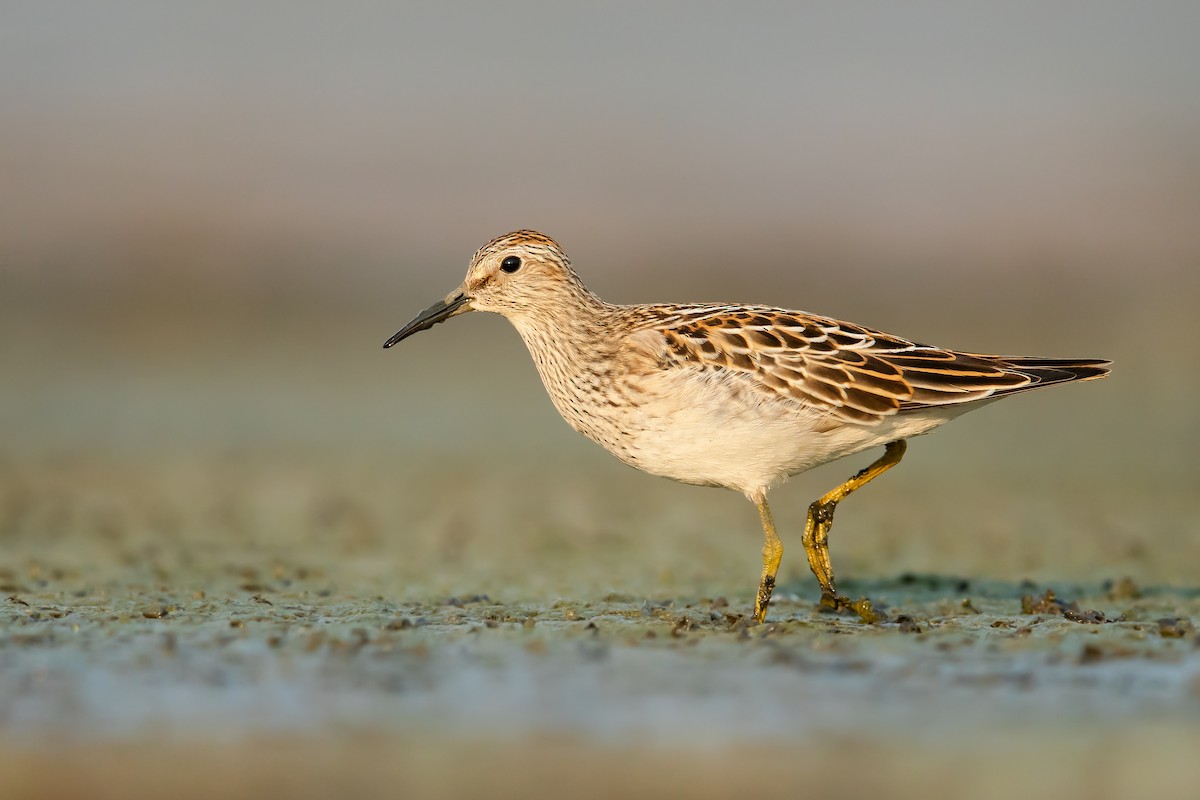 Pectoral Sandpiper - ML274773901