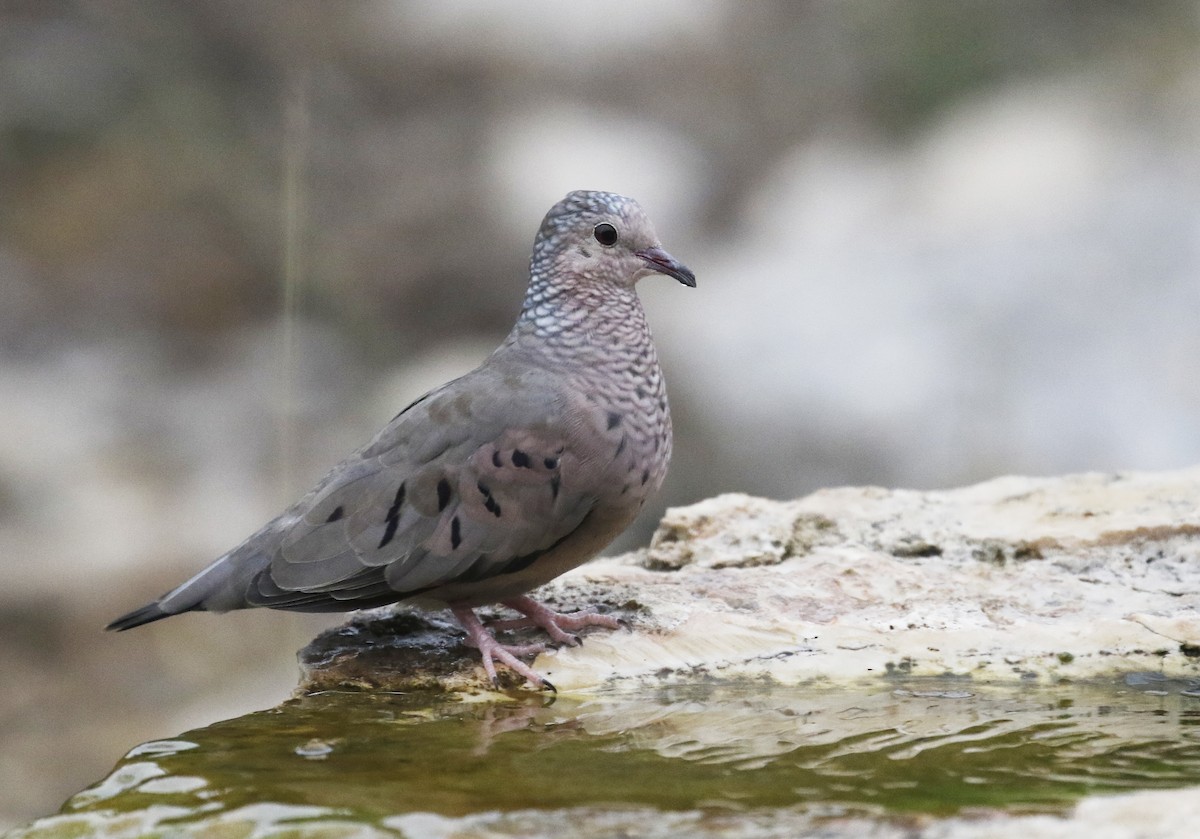 Common Ground Dove - ML274774631