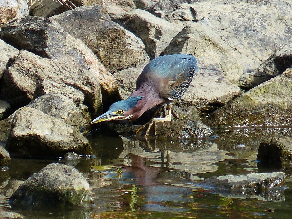 Green Heron - ML274777011