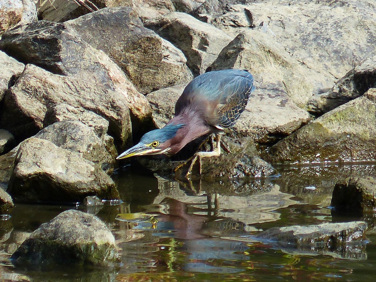 Green Heron - ML274777011