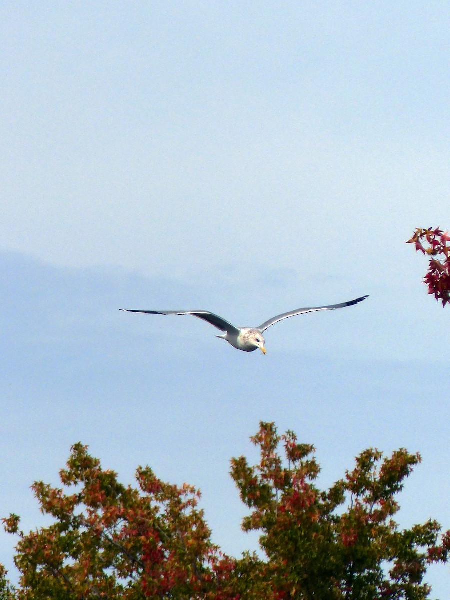 California Gull - ML274777481