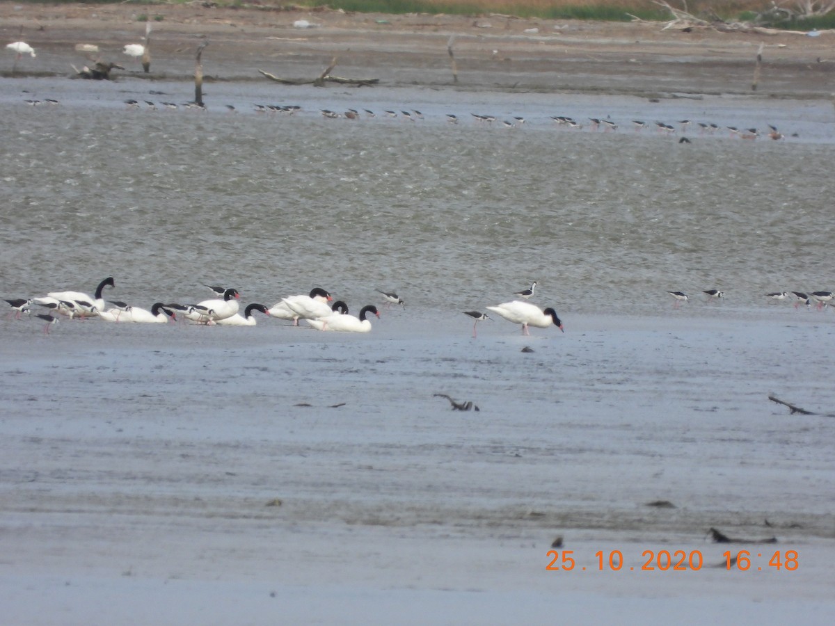 Black-necked Swan - ML274777761