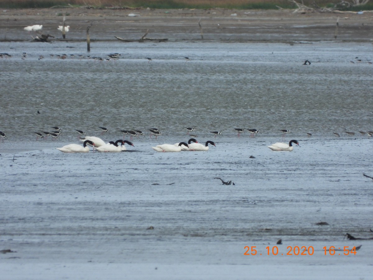 Black-necked Swan - ML274777911